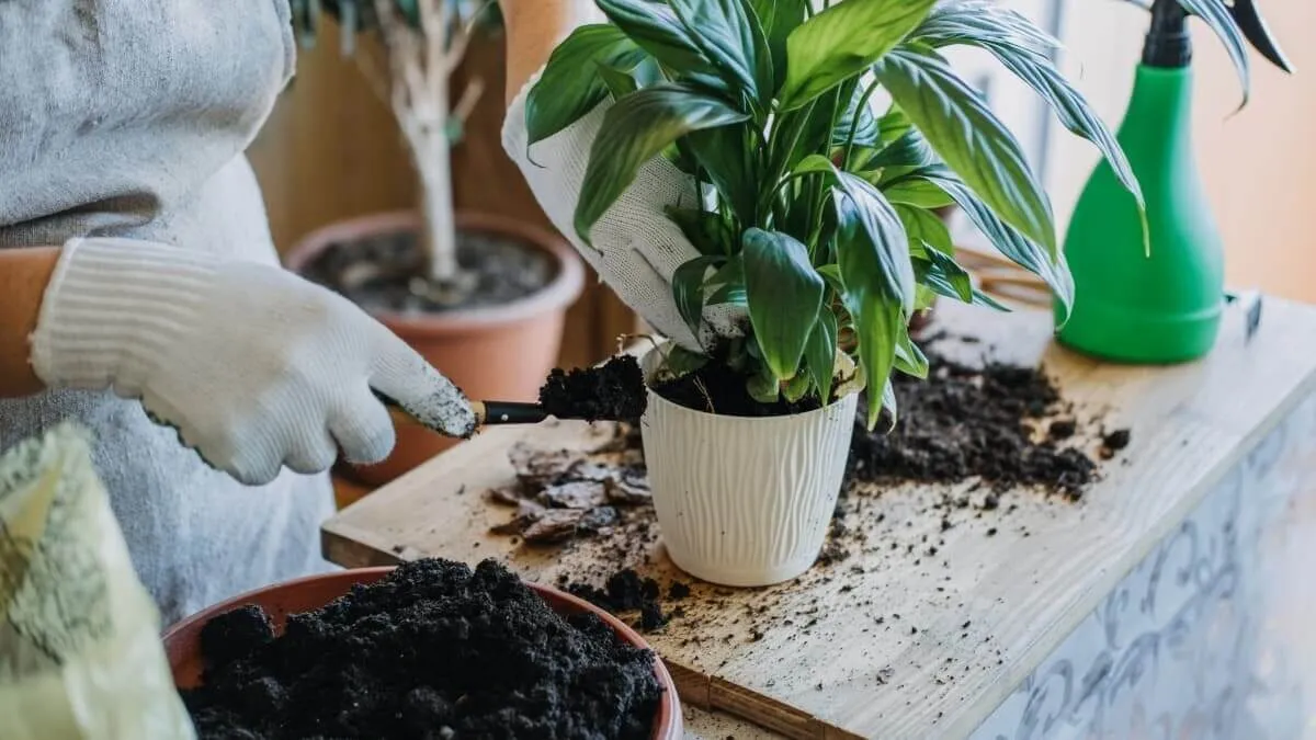 Phân bón cho cây cảnh trong nhà