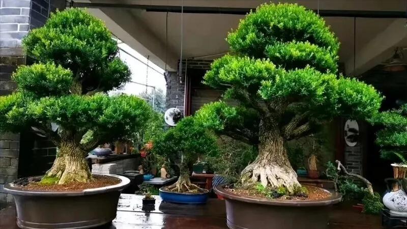 Tại sao nên trồng cây cảnh trước nhà