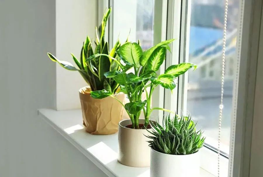 Vật tư đất trồng cây