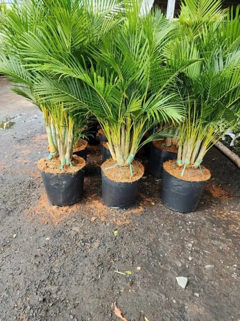 Ý nghĩa của cây cau cảnh