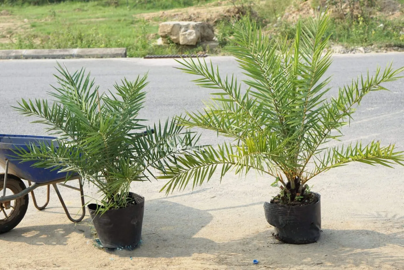 Ý nghĩa phong thủy của cây chà là cảnh