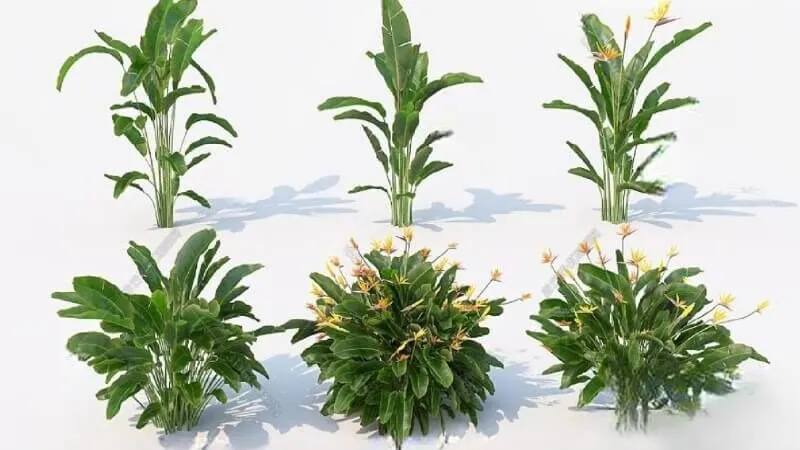 Ý nghĩa phong thủy của cây chuối cảnh