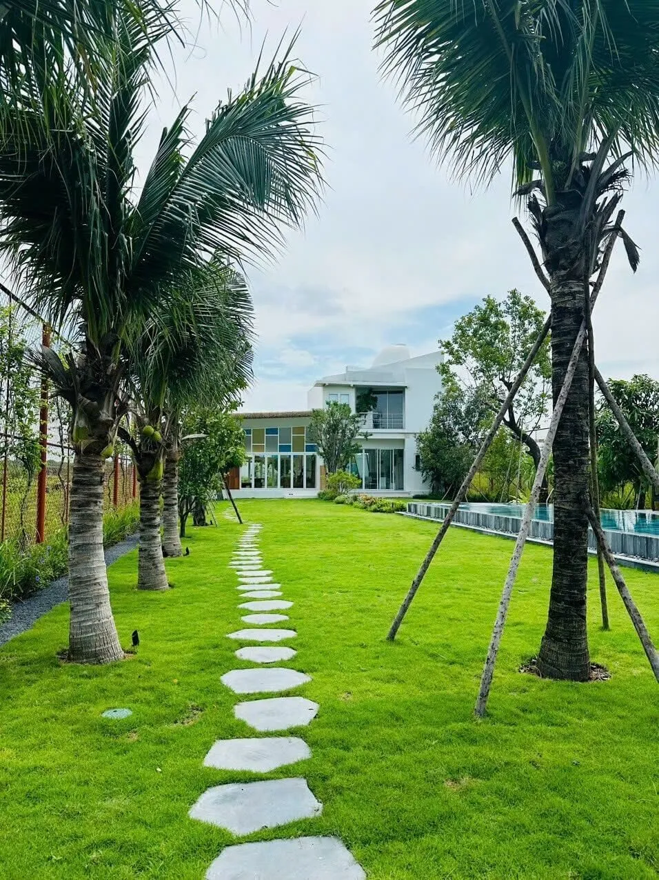 Ý nghĩa phong thủy của cây dừa cảnh