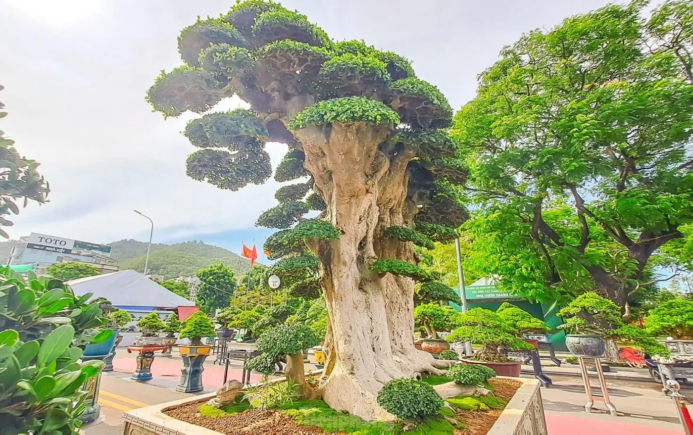 Ý nghĩa phong thủy của cây duối cảnh