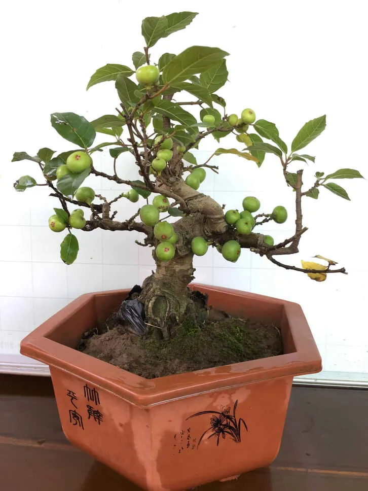 Ý nghĩa phong thủy của cây sung cảnh